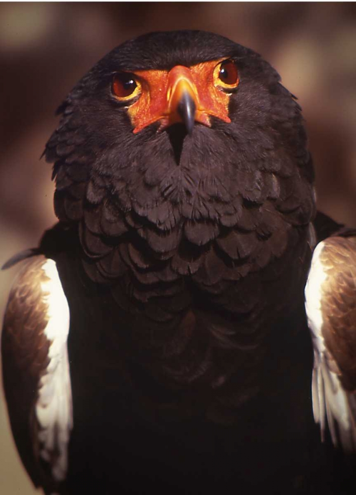 Kenya, Samburu National Reserve Bateleur bird